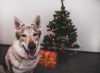 Ako sa pripraviť na Vianoce s psíkom?