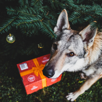 Ako sa pripraviť na Vianoce s psíkom?