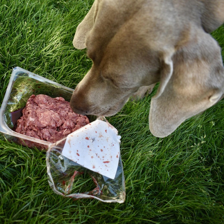 BARFem k lepšímu zdraví psa