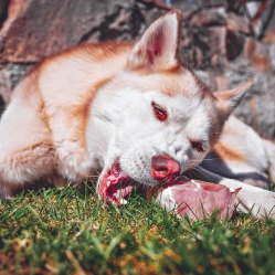 Bravčové kusové 1 kg