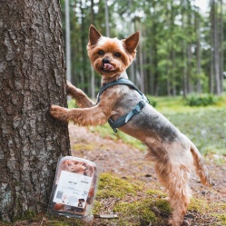 Hovädzie rebro surové