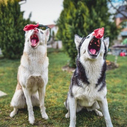 Hovězí kousky 1 kg