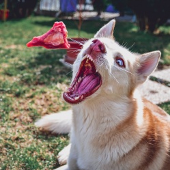 Hovězí kusové 1 kg