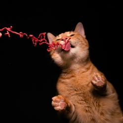 Hovězí maso mleté 500 g