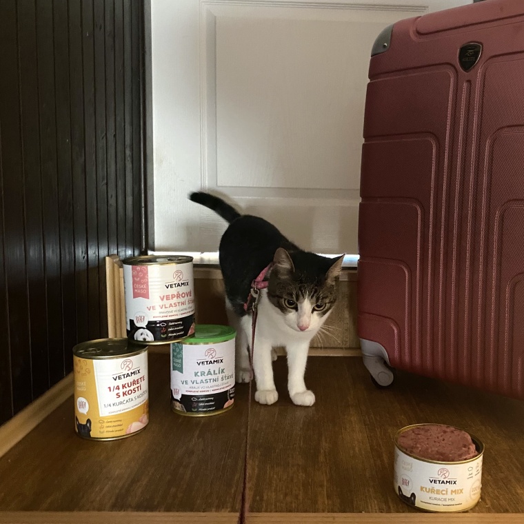 Jak na cestování s kočičkami