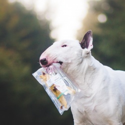 Králičí ucho 4 ks