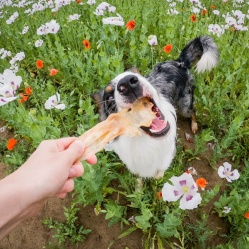 Králičí ucho 4 ks