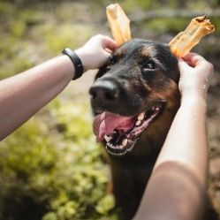 Králičí ucho 4 ks