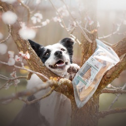 Králičí ucho 4 ks