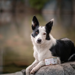 Králík ve vlastní šťávě 400 g