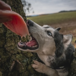 Kuracie prsia vcelku 1 kg