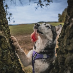 Kuracie prsia vcelku 1 kg