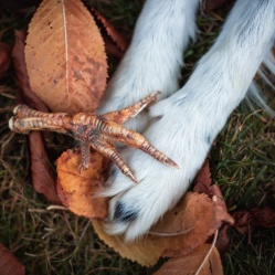 Kuřecí pařátky 5 ks