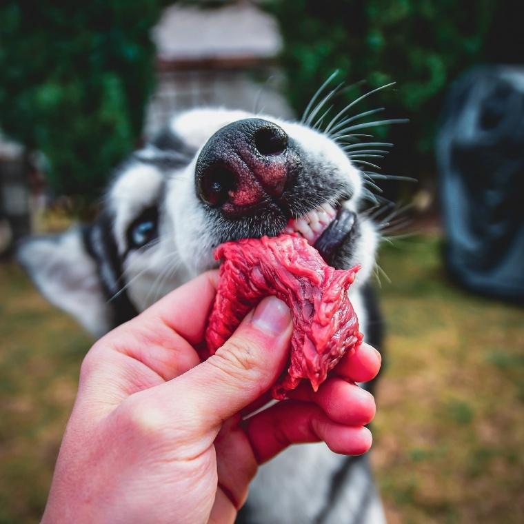 Mäso na BARF: druhy kŕmneho mäsa