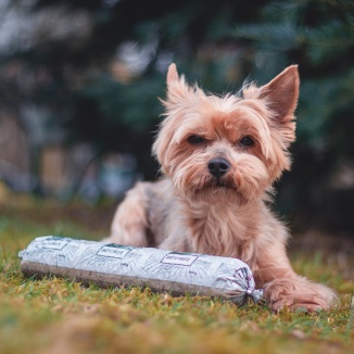 RECENZE: Hovězí dršťky mleté