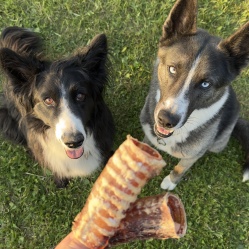 Sušená hovädzia trachea celá 1 kg