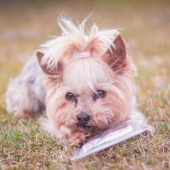 Sušená hovězí játra