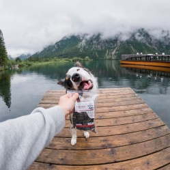 Sušená hovězí játra