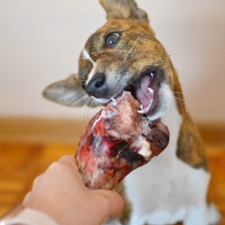 Sušená hovězí kost 1 ks balená