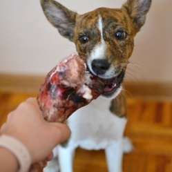 Sušená hovězí kost 1 ks balená