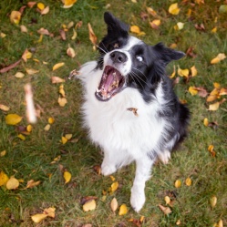 Sušená střívka zlomky 50 g