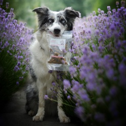 Sušená střívka zlomky 50 g