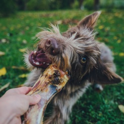 Sušená vepřová kost