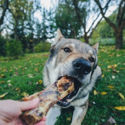 Sušená vepřová kost