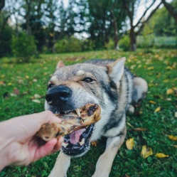 Sušená vepřová kost