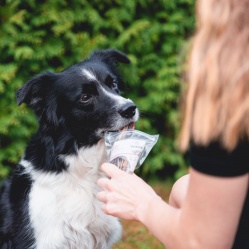 Sušená vepřová střívka