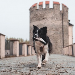 Sušená vepřová střívka