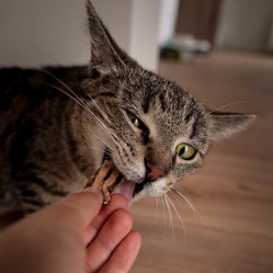 Sušená vepřová střívka