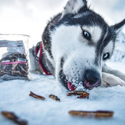 Sušená vepřová střívka