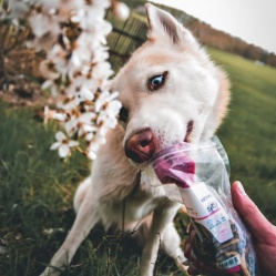 Sušená vepřová střívka zlomky 100 g