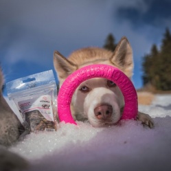 Sušená vepřová střívka zlomky 100 g