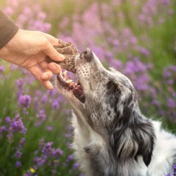 Sušené hovězí dršťky