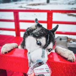 Sušené hovězí dršťky