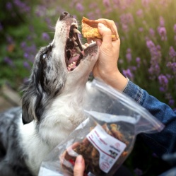 Sušené hovězí dršťky