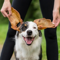 Sušené hovězí ucho