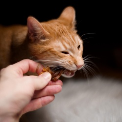 Sušené kuřecí maso