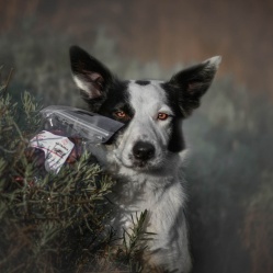 Sušený bravčový rypáčik