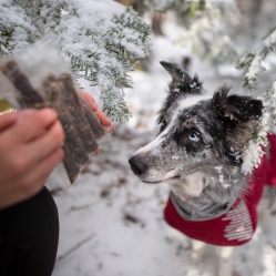 Sušený hovädzí pažerák