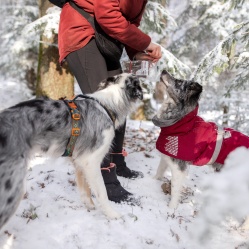 Sušený hovädzí pažerák