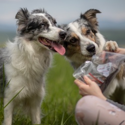 Sušený hovězí jícen