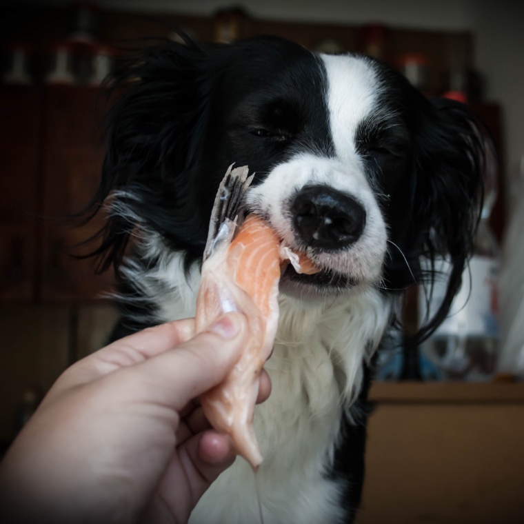 Svalovina: jaká je nejvhodnější pro mého psa