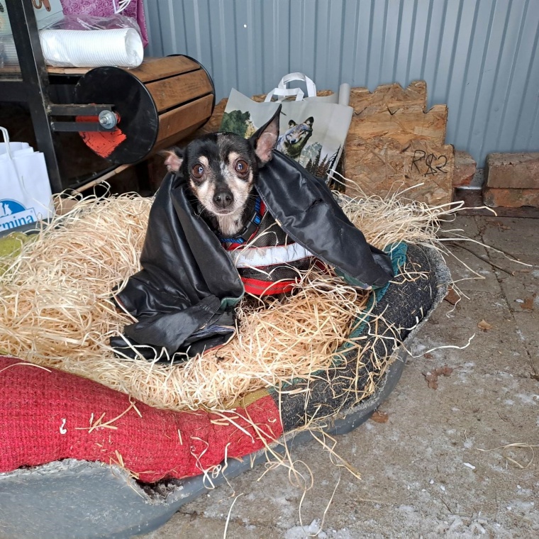 Vánoce 2022 v psím depozitu