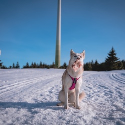 Vepřové kusové 1 kg