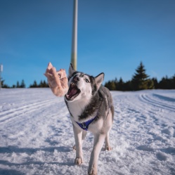 Vepřové kusové 1 kg