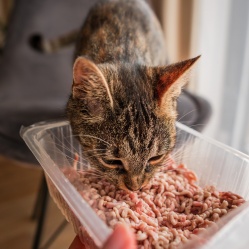 Vepřové maso mleté 500 g