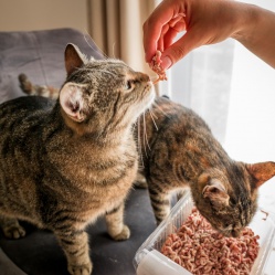 Vepřové maso mleté 500 g